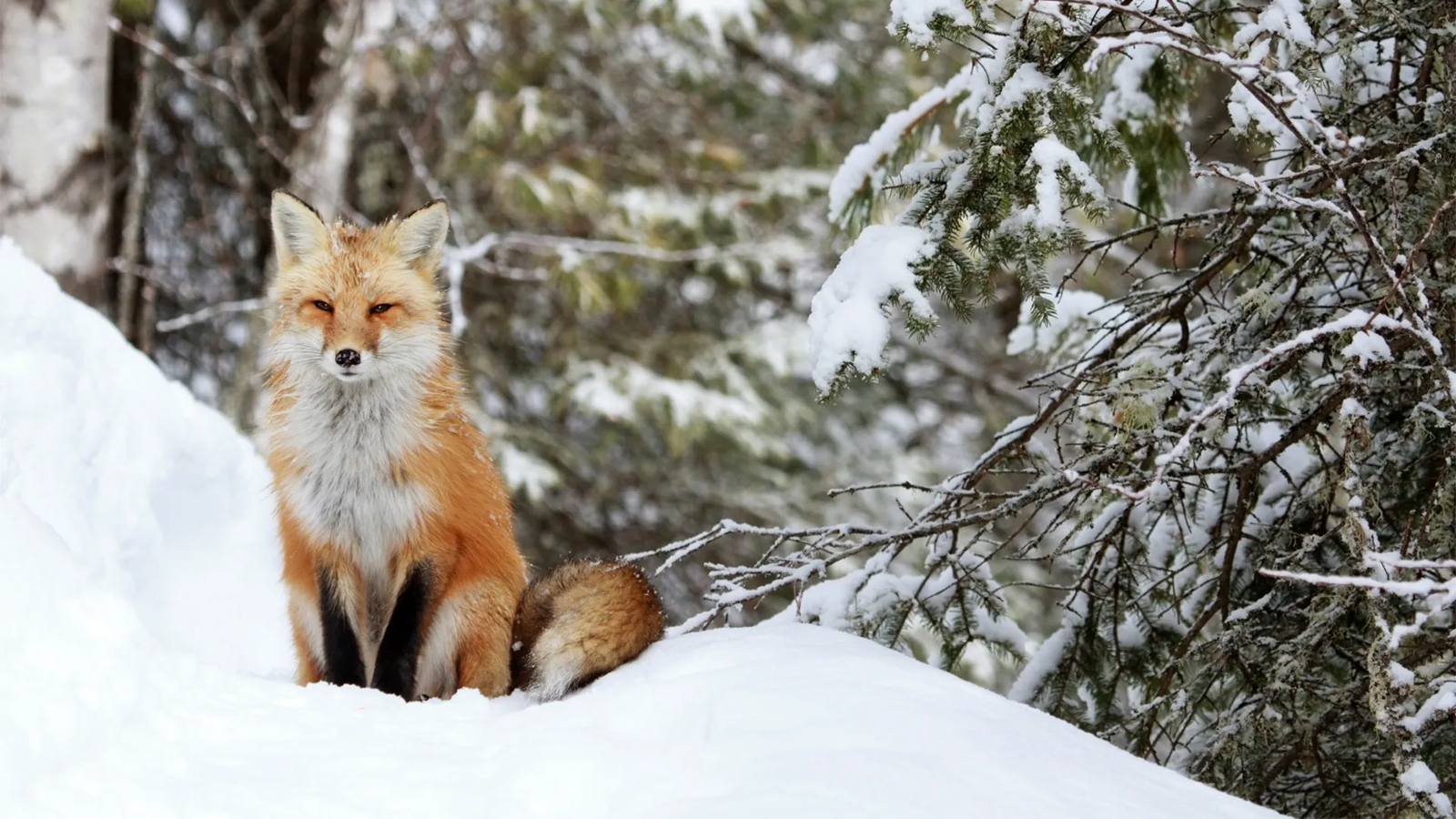 Winter Wildlife and Nature: Hidden Secrets of the Cold Season